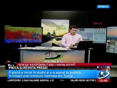 Emisiunea s-a oprit atunci când o pisică a dat buzna în platou! Felina a făcut un show de zile mari! (VIDEO)