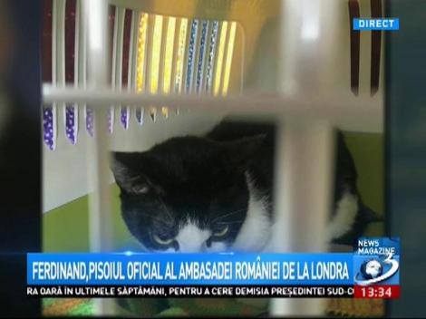 Ambasada României de la Londra are un pisoi oficial! Îl cheamă Ferdinand și a făcut senzație! (VIDEO)