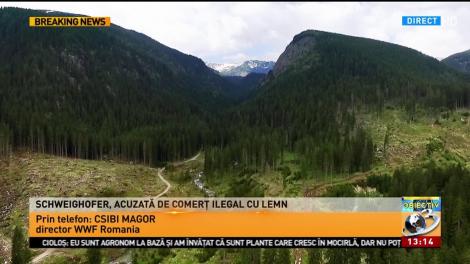Compania Holzindustrie Schweighofer este acuzată de comerț ilegal cu lemn