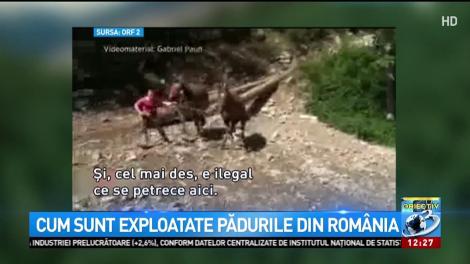 Reportaj despre cum sunt exploatate pădurile din Rom&acirc;nia, la o televiziune austriacă