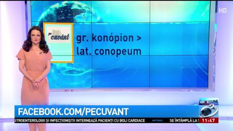 Limba noastră-i o comoară! Etimologia cuvântului CANAPEA: Cum a ajuns "protecţia împotriva ţânţarilor" una dintre cele mai îndrăgite piese de mobilier