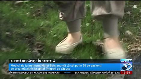 Alertă de căpușe în Capitală! Tot mai mulți români se prezintă cu probleme la Institutul Național „Matei Balș”