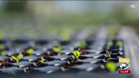 Români care dezvoltă România. Legume super gustoase, în maximum o zi și jumătate la tine pe masă!