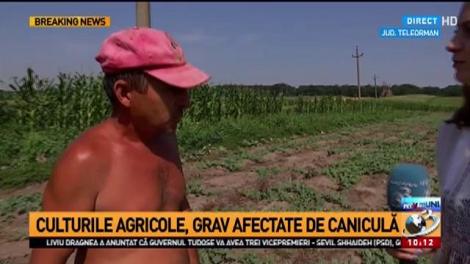 Culturile agricole, grav afectate de caniculă