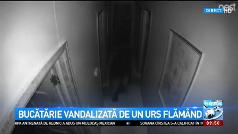 Bucătărie vandalizată de un urs flămând