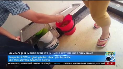 Gândaci și alimente expirate în unele restaurante din Mamaia