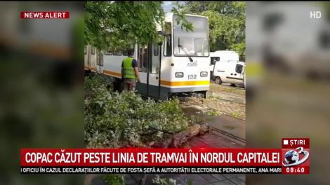 Atenţie! TRAFIC blocat în Bucureşti! Un copac a căzut pe o linie de tramvai în Capitală