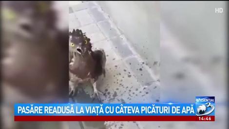 Pasăre readusă la viață cu câteva picături de apă