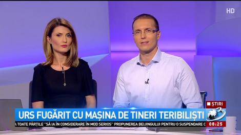 Urs fugărit cu mașina de tineri teribiliști
