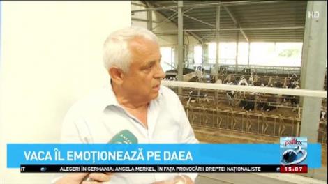 "Oaia, chiar dacă i-am arăta pistolul tot intră în pădure, la umbră". Dar și vaca îl emoționează profund pe ministrul agriculturii, Petre Daea: "Sunt emoţionat pentru că zbiară vacile. Este o perioadă când ele intră în agitaţie"