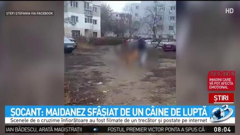 Scene șocante: Un maidanez, sf&acirc;șiat de un c&acirc;ine de luptă