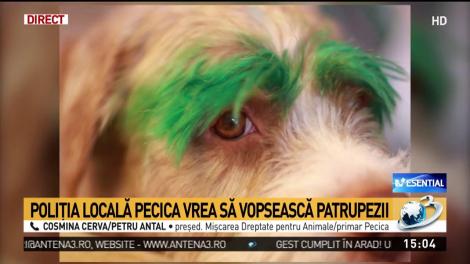 Caz ȘOCANT, la Arad! Câinii vagabonzi, vopsiți după capturare: " - Vopsiți-i în roșu-albastru! - Va fi alb-albastru"