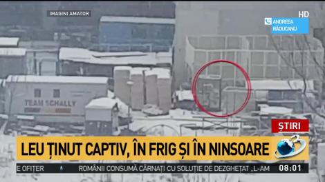 Leu ținut captiv, &icirc;n frig și ninsoare