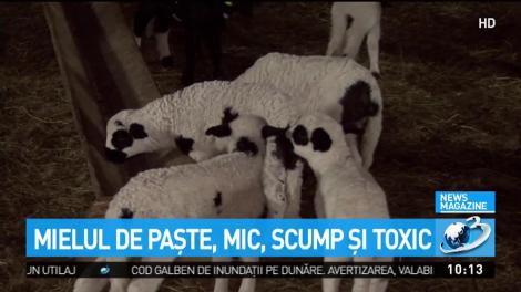 Mielul de Paște, mic, scump și toxic