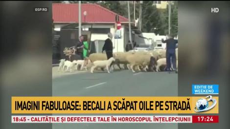 Imagini fabuloase cu Gigi Becali. Latifundiarul mână oile cu mătura