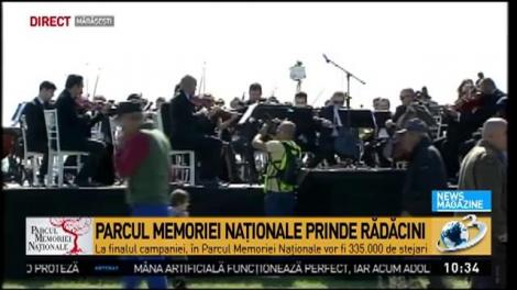 Stejari pentru eroii căzuți pe front. Poveștile voluntarilor veniți la Mărășești