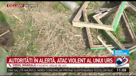 Autoritățile din Buzău sunt &icirc;n alertă! Atac violent al unui urs