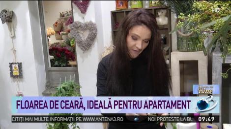 Floarea de ceară, ideală pentru apartament