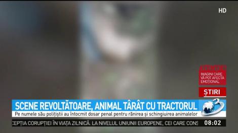 Cruzime fără margini! Animale t&acirc;r&acirc;te cu tractorul