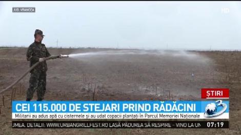 Cei 115.000 de stejari prind rădăcini