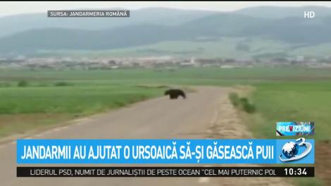 Jandarmii au ajutat o ursoaică să-și găsească puii