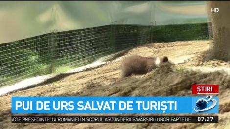 Un pui de urs a fost salvat de turiști. Simpaticul animal a fost dus apoi la Rezervaţia din Zărneşti