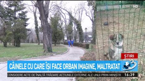 Orban și-a abandonat c&acirc;inele &icirc;n curtea PNL