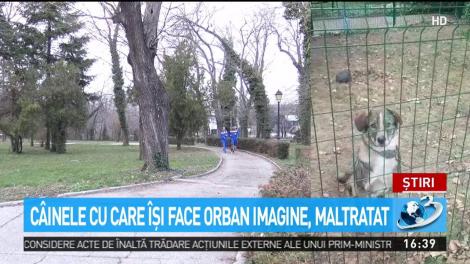 Orban și-a abandonat câinele în curtea PNL