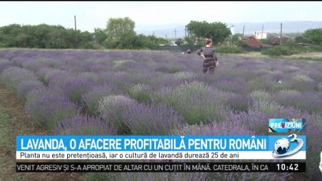 Lavanda, o afacere profitabilă pentru rom&acirc;ni