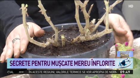 Cum &icirc;ngrijim corect muşcatele