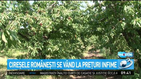 Cireşele rom&acirc;neşti se v&acirc;nd la preţuri infime