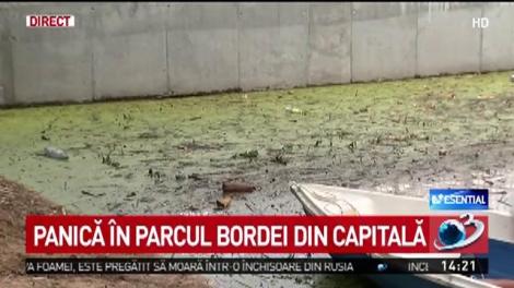 Dezastru ecologic în Capitală. Numeroase păsări, găsite moarte într-un parc! E cumplit ce s-a îmtâmplat cu ele