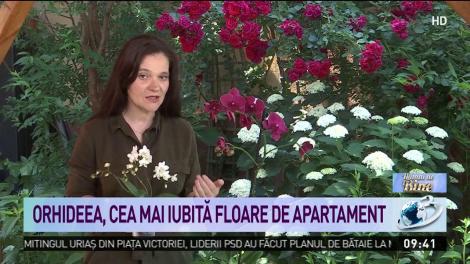 Cum menţinem orhideea c&acirc;t mai mult timp &icirc;nflorită şi cum trebuie &icirc;ngrijită