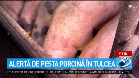 Alertă de pesta porcină &icirc;n cinci sate din Tulcea