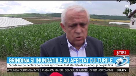 Grindina şi inundaţiile au afectat culturile