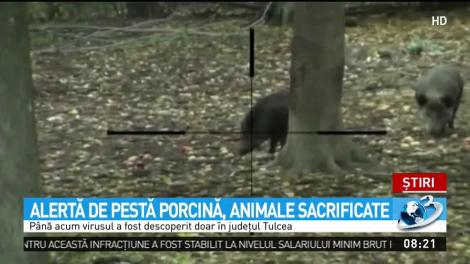 Alertă de pestă porcină, animale sacrificate