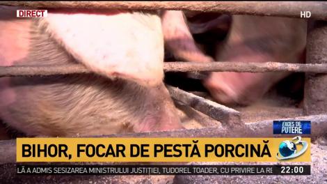 Stare de ALERTĂ în țara noastră! Încă un focar de pesta porcină a fost identificat în România!