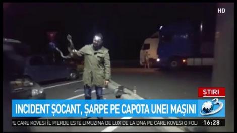 Incident de şocant, şarpe pe capota unei maşini