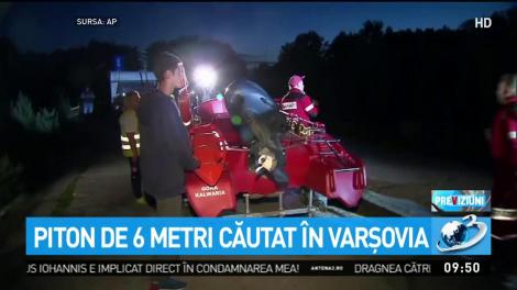 ALERTĂ. Un piton de șase metri creează panică în mai multe localități. Autoritățile sunt pe urmele sale
