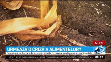 Ce n-a făcut praf seceta, a distrus ploaia
