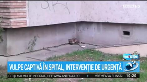O vulpe a fost descoperită la Spitalul de Urgenţă din Brăila