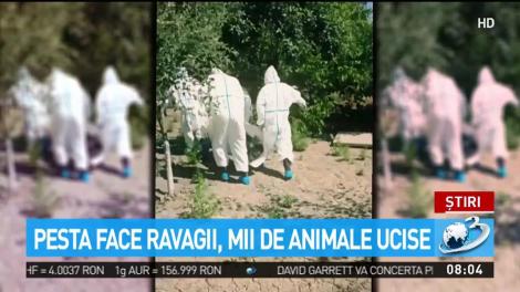 Pesta porcină face ravagii. Mii de animale au fost ucise