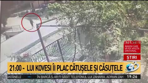 Imagini ȘOCANTE în Constanța! Un bărbat a fost CĂLCAT de un cal  