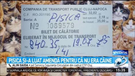 Pisică, amendată la Cluj pentru că nu e c&acirc;ine