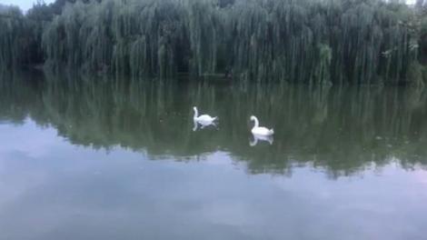 Inundație &icirc;n Parcul IOR din București