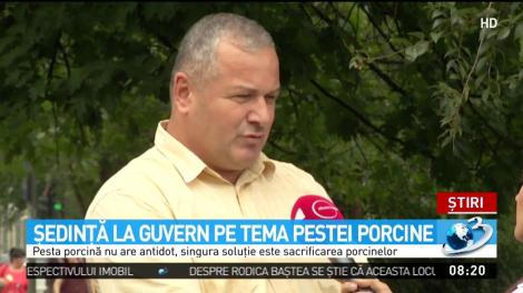 Şedinţă la Guvern pe tema pestei porcine