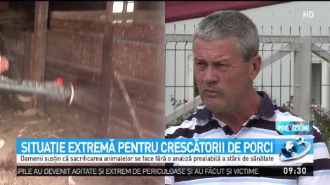 Crescătorii de porci sunt revoltaţi şi disperaţi. Oamenii se plâng că vor muri de foame la iarnă