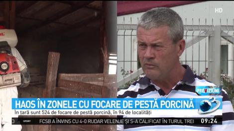 Haos &icirc;n zonele cu focare de pestă porcină
