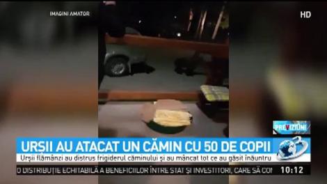 Urşii au atacat un cămin cu 50 de copii de la Băile Tuşnad