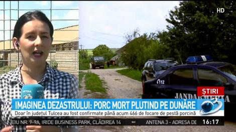 Imaginea dezastrului: Porc mort plutind pe Dunăre